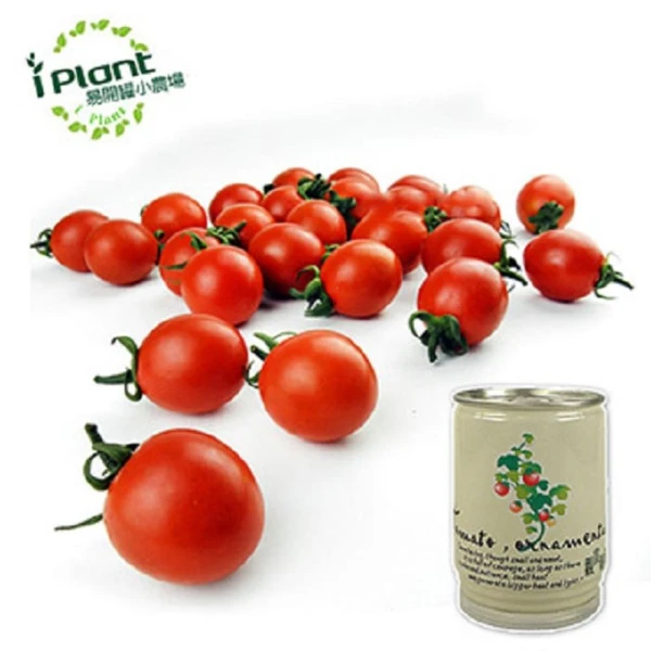 【iPlant】易開罐頭小農場-觀賞蕃茄(無蚊蟲  無異味  免施肥 免翻土)