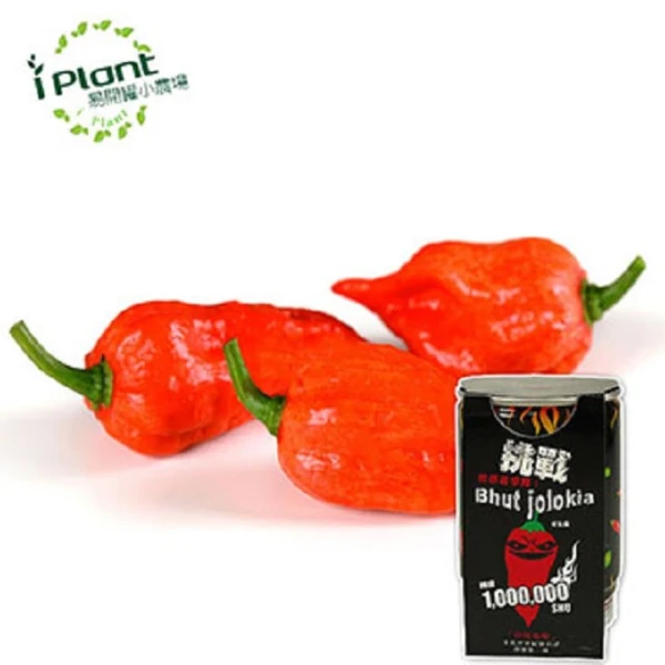【iPlant】易開罐頭小農場-天下第一辣.鬼椒(無蚊蟲  無異味  免施肥 免翻土)