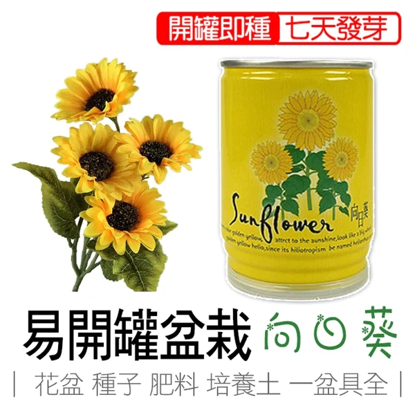 【iPlant】易開罐頭小農場-向日葵(無蚊蟲  無異味  免施肥 免翻土)