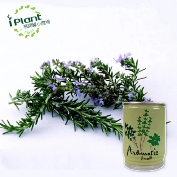 【iPlant】易開罐頭小農場-香草植物(迷迭香)(無蚊蟲  無異味  免施肥 免翻土)