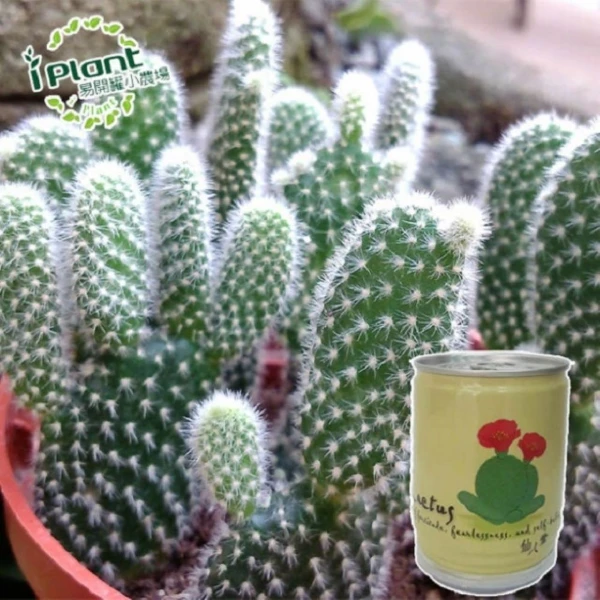 【iPlant】易開罐頭小農場-仙人掌(無蚊蟲  無異味  免施肥 免翻土)