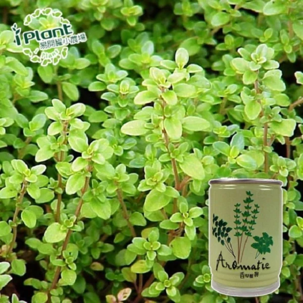 【iPlant】易開罐頭小農場-香草植物(百里香)(無蚊蟲  無異味  免施肥 免翻土)
