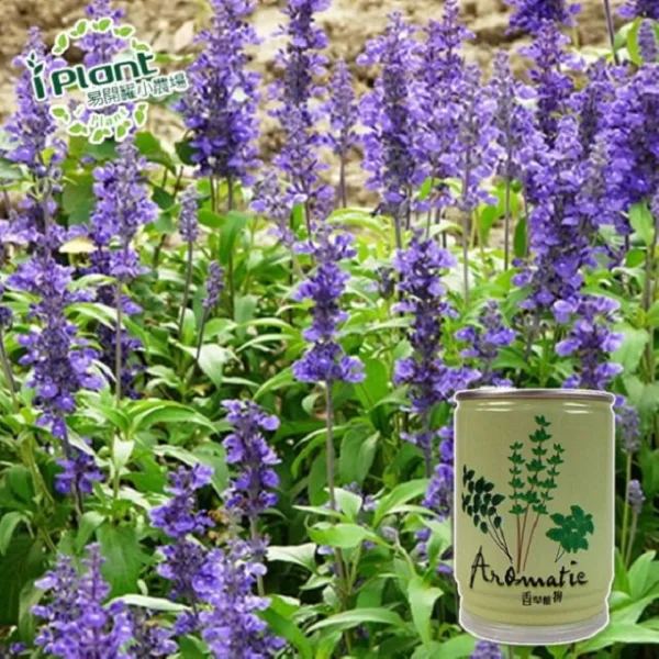 【iPlant】易開罐頭小農場-香草植物(鼠尾草)(無蚊蟲  無異味  免施肥 免翻土)