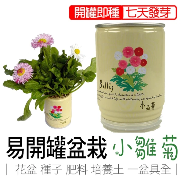 【iPlant】易開罐頭小農場-小雛菊(無蚊蟲  無異味  免施肥 免翻土)