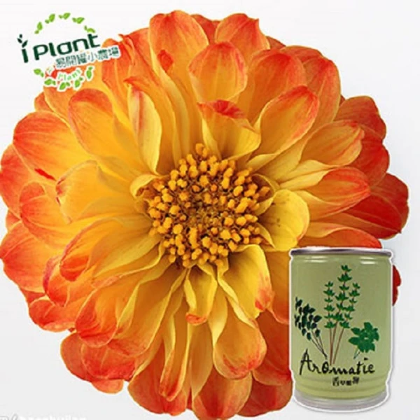 【iPlant】易開罐頭小農場-大理花(無蚊蟲  無異味  免施肥 免翻土)