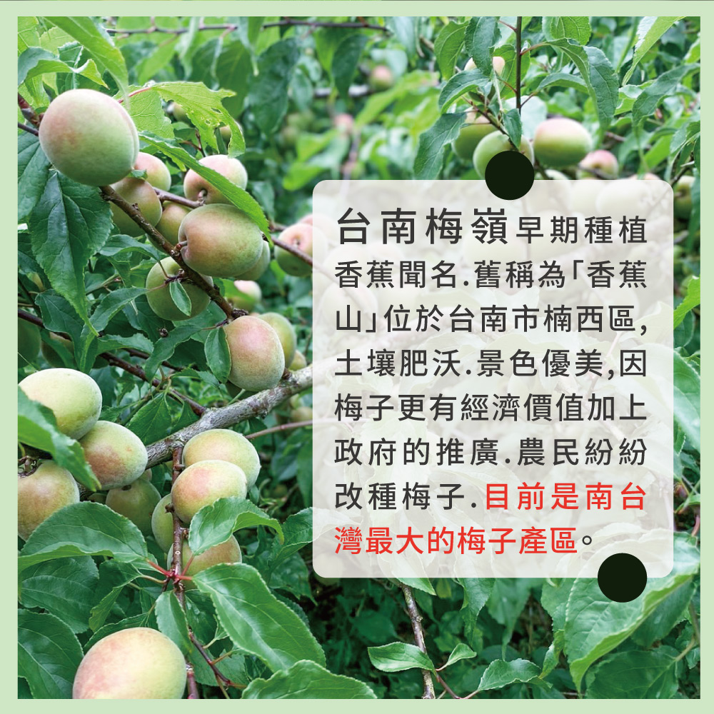 初品果】台南梅嶺新鮮手採青梅10斤(1箱-冷藏配送) - 全聯全電商