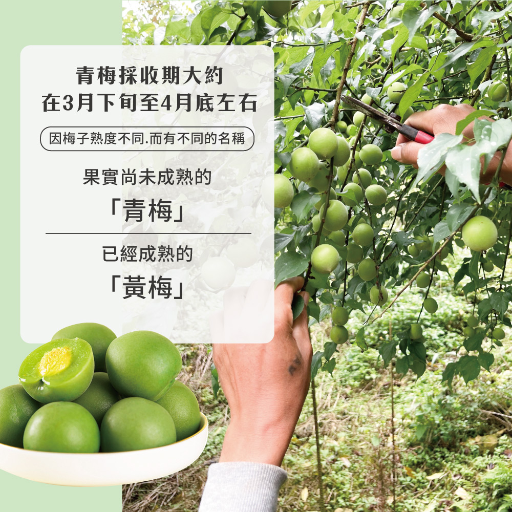 採れたて新鮮青梅10kg 初品果】台南梅嶺新鮮手採青梅10斤(1箱-冷藏配送) - 全聯全電商