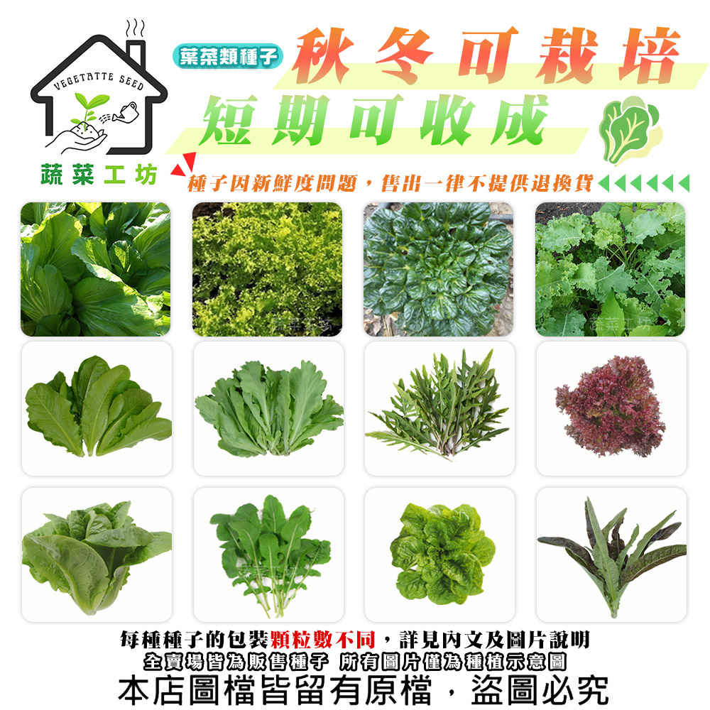 【蔬菜工坊】秋冬可栽培短期收成葉菜類種子系列(各包裝數量詳見內文及圖片)茼蒿 萵苣 高麗菜花 芥菜 芝麻菜 芥藍(1包入)